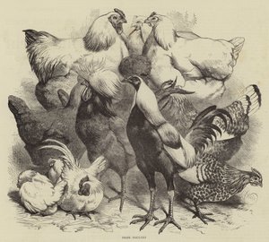 Birmingham Show, Preisgeflügel